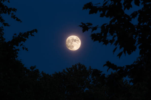 istock Close up of rising full moon surrounded by trees 1162251785