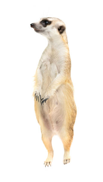 istock cute meerkat ( Suricata suricatta ) isolated on white background 1162251792
