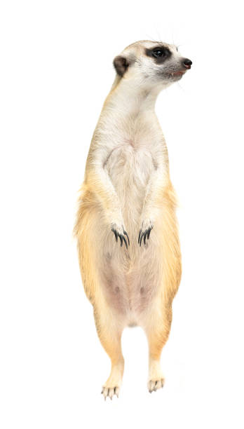 istock cute meerkat ( Suricata suricatta ) isolated on white background 1162251794