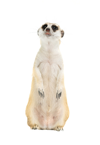 Serious meerkat looking staring