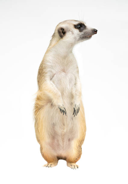 istock cute meerkat ( Suricata suricatta ) isolated on white background 1162251801