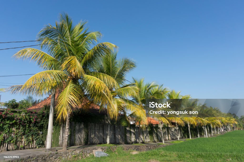 Phong Cảnh Cây Cọ Bali Indonesia Hình ảnh Sẵn có - Tải xuống Hình ảnh Ngay  bây giờ - Bali, Ban ngày, Biển - iStock