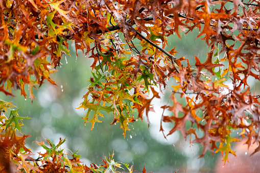 Closeup of autumn yellow orange and green oak colorful foliage leaves in Virginia in heavy rain with raindrops, drops falling raining