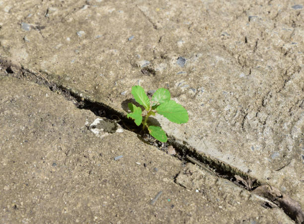 istock Tree plant and ecology environment drought growing on cracked street 1162257902