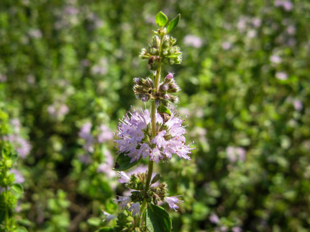 Pennyroyal  Mentha pulegium wild mint. Pennyroyal  Mentha pulegium wild mint. Closeup of medicinal plant on a blurred background. Wild plant grows on a meadow on a sunny, summer day. Green background. mentha pulegium stock pictures, royalty-free photos & images