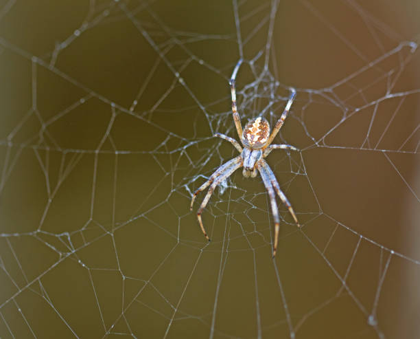 gula trädgårds spindlar - getingspindel bildbanksfoton och bilder