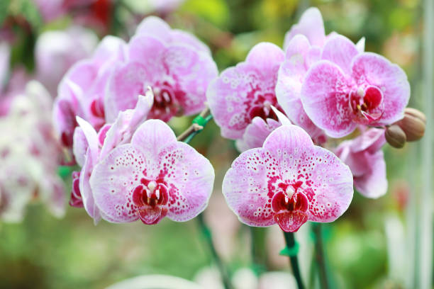 istock pink orchid,orchid in garden 1162261383