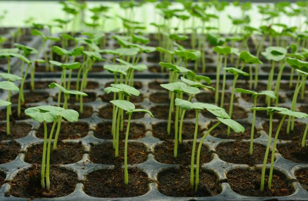 istock Vegetable seedlings in the nursery 1162261692