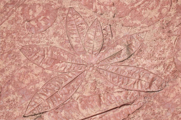 istock marks of leaf on the concrete, leaf background. 1162262322