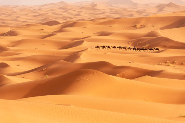 istock Beautiful sand dunes in the Sahara desert. 1162262423