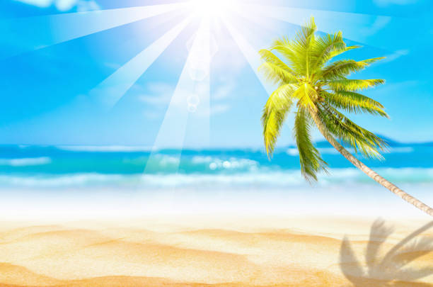 istock Blur beautiful nature green palm leaf on tropical beach with bokeh sun light wave abstract background. Copy space of summer vacation and business travel concept. 1162263182