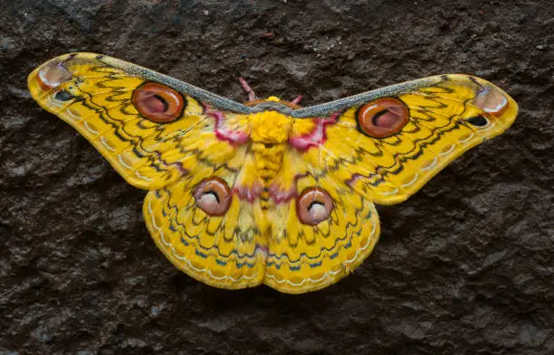 Photo of Golden Emperor Moth Seen at Bhimashankar,Pune,Maharashtra,India
