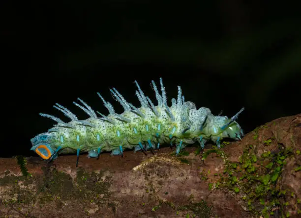 Photo of Atlas Moth Caterpillar seen at Goa,India