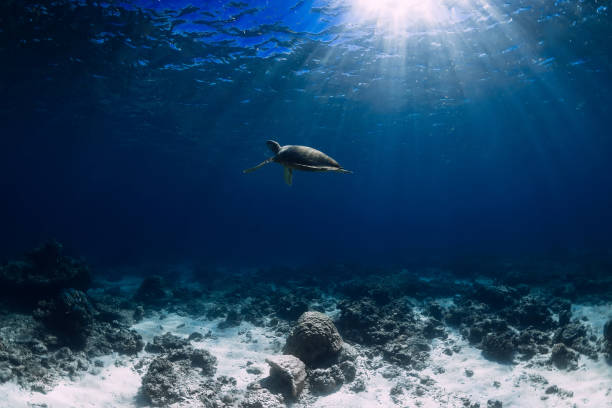 istock Turtle glides in blue ocean. Green sea turtle underwater 1162263423
