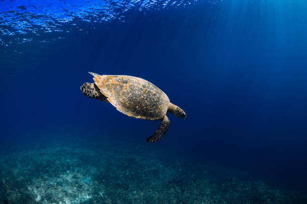 istock Sea turtle in blue ocean. Green sea turtle at the depth 1162263430