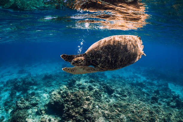 istock Turtle glides in blue ocean. Green sea turtle underwater 1162263453