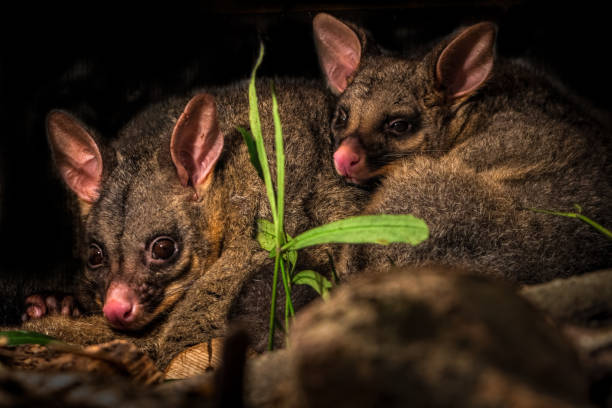 Mother and baby possum cuddled up in their den. Two brush-tailed possums in their day time den on a woodpile including a leafy branch they have placed there.. They are in the dark but a light has exposed them so they're both staring and looking a little alarmed. possum nz stock pictures, royalty-free photos & images