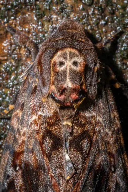 Photo of Death's Head Hawk Moth seen at Bhimashankar,Pune,Maharashtra,India