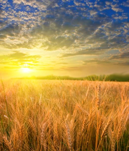 istock wheat field at the sunset 1162264296