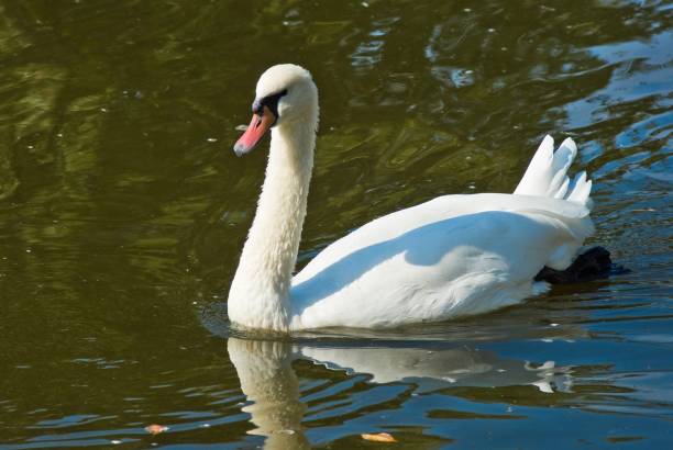 istock white swan on a lake 1162264305