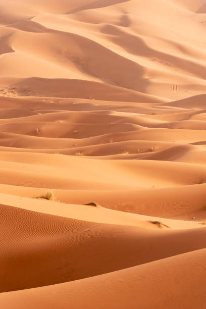 istock Beautiful sand dunes in the Sahara desert. 1162264317