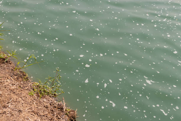 Green waste water in a pond with white bubbles around with green grass beside the bank.