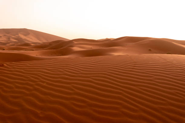 istock Beautiful sand dunes in the Sahara desert. 1162265539