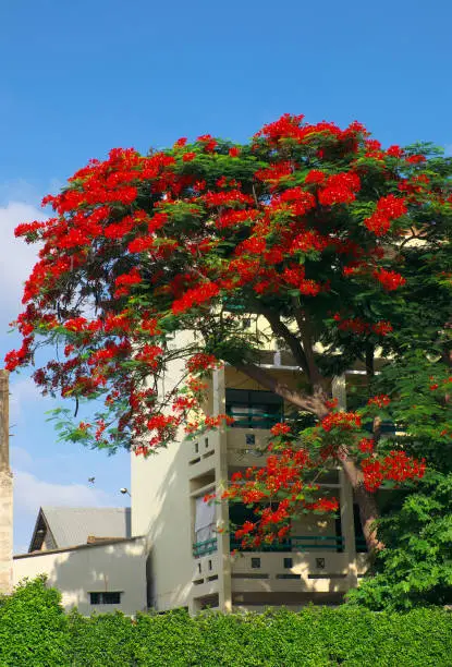 Amazing urban landscape with large foliage of phoenix flower tree blossom vibrant in red at summer, flamboyant tree cover building on day