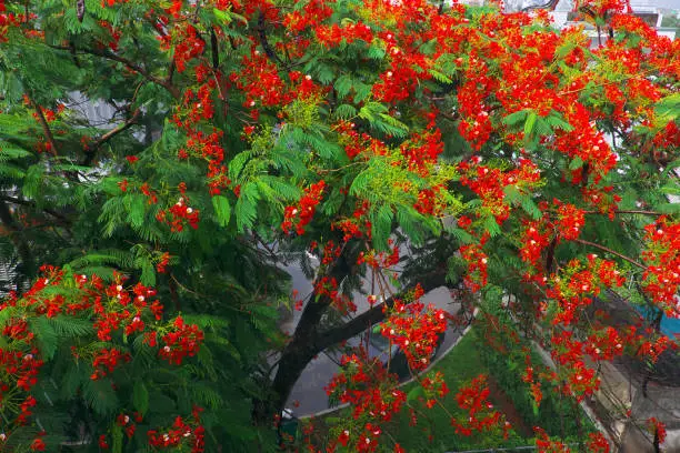 Beautiful phoenix flower tree shoot from top view with red petal in green leaf and large foliage, flamboyant is summer flowers of Vietnam