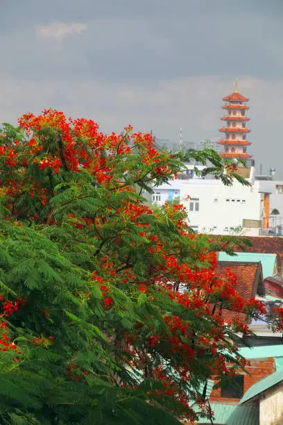 Beautiful phoenix flower tree shoot from top view with red petal in green leaf and large foliage, flamboyant is summer flowers of Vietnam