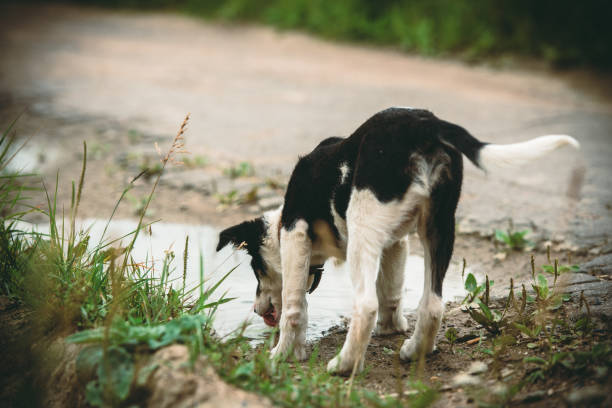 istock Happy young pup drinks from a puddle in summer Sunny da 1162266721