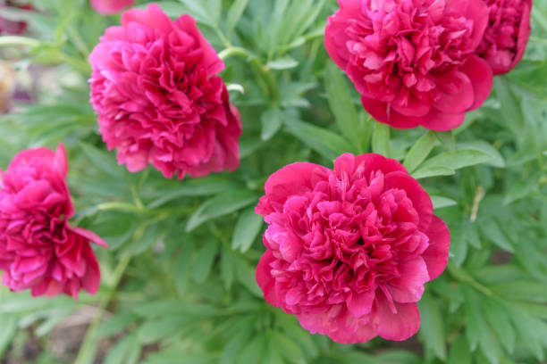 istock Purple blooming peonies in the garden 1162268772