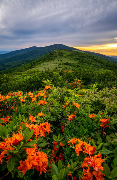 Flame Azalea Bloom in the Appalachian Mountains stock photo