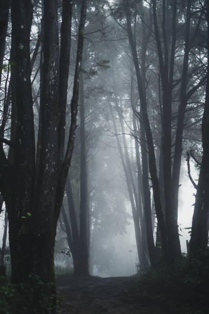 istock Forest Rain and fog On the Mountain 1162269745