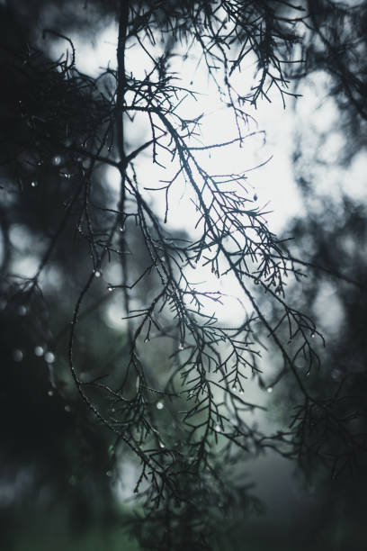 istock Forest Rain and fog On the Mountain 1162270344