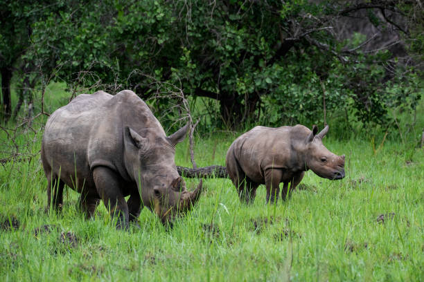 Southern White rhinoceros (Ceratotherium simum simum) with baby