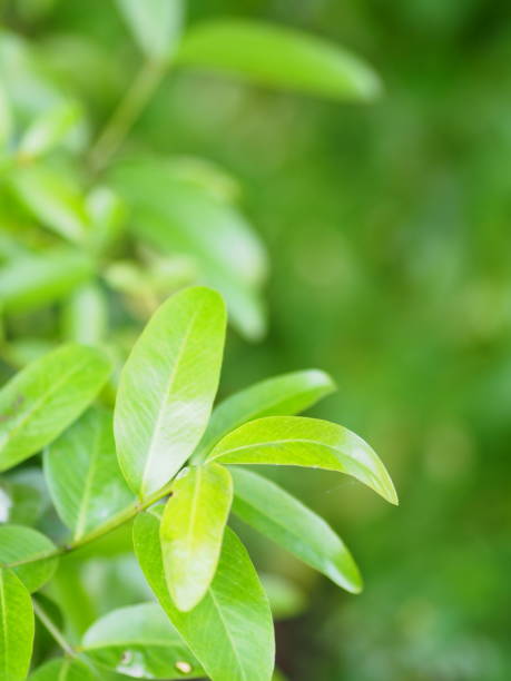 istock Closeup Green leaves on blurred greenery nature background with copy space using as background natural green plants landscape outdoor for copy write 1162271681