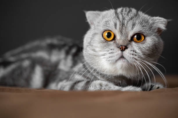 istock So cute of scottish fold cat. 1162273980