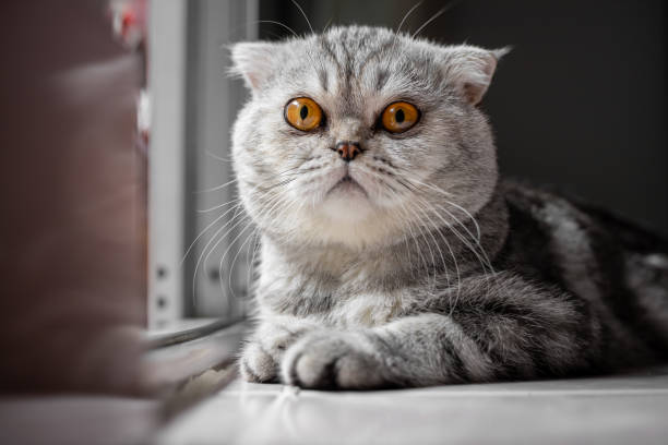 istock So cute of scottish fold cat. 1162273993
