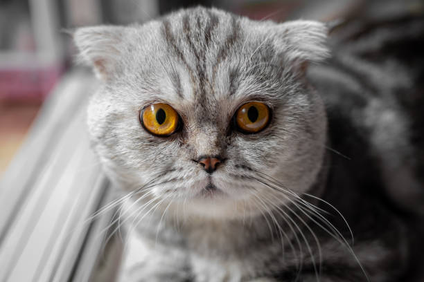istock So cute of scottish fold cat. 1162273994