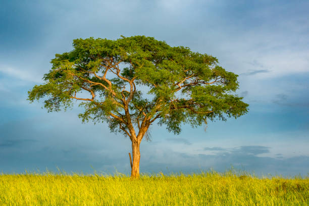 Acacia tree in the Savannah of East Africa A lonley Acacia tree in the green Savanna of East Africa. Location: Murchison Falls National Park, Uganda. acacia tree stock pictures, royalty-free photos & images