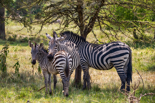 A family of Zebras in the shade of an acacia tree at the shores of the small Lake Mburo in Uganda. This are Plains Zebra (Equus quagga, formerly Equus burchelli, also named as Common Zebra or Burchell Zebra). Shot in wildlife at Lake Mburo National Park, Uganda.