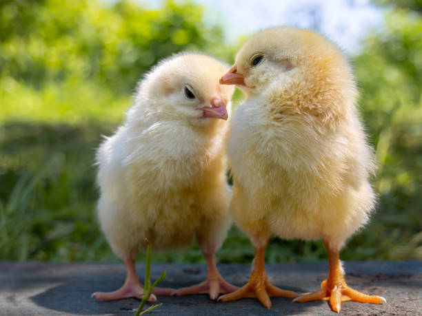 istock Two yellow chickens on the farm. 1162276223