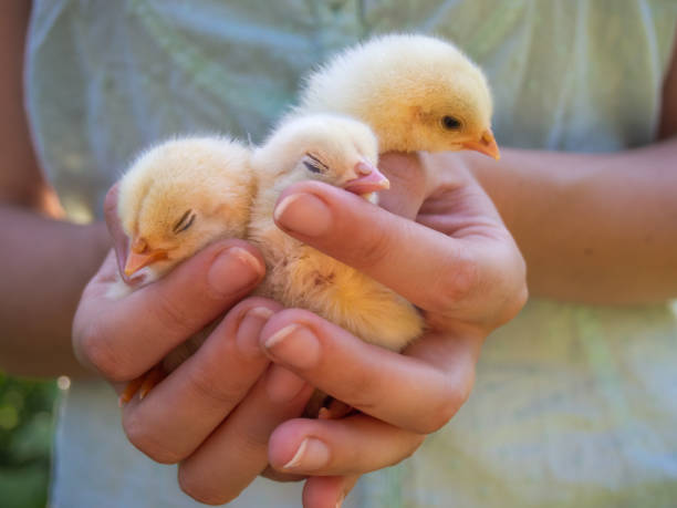 istock Female hands hold a chick in chicken farm. 1162276284