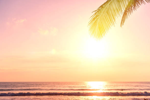 istock Tropical nature clean beach and white sand in summer with palm tree leaf sun light blue sky and bokeh abstract  background. 1162276338