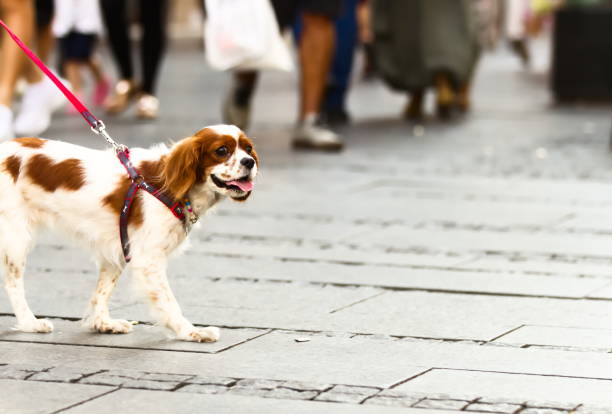 Walking Dog Down the Street