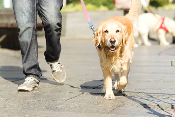 istock Walking Dog Down the Street 1162276882