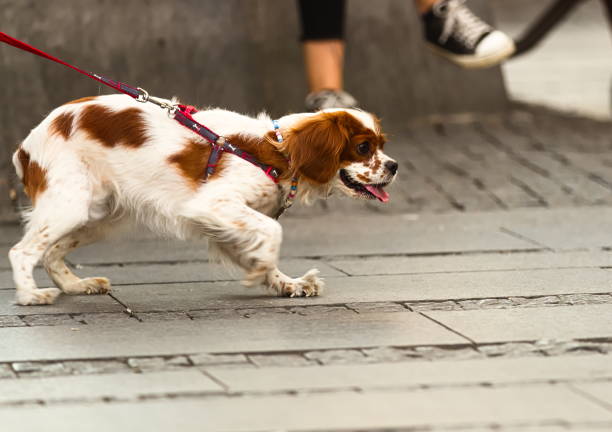 istock Walking Dog Down the Street 1162276883