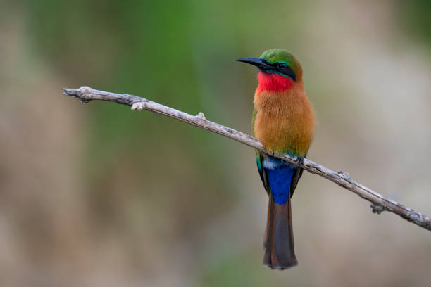 istock Red-throated bee-eater (Merops bulocki)  at the Nile River, Uganda 1162278441