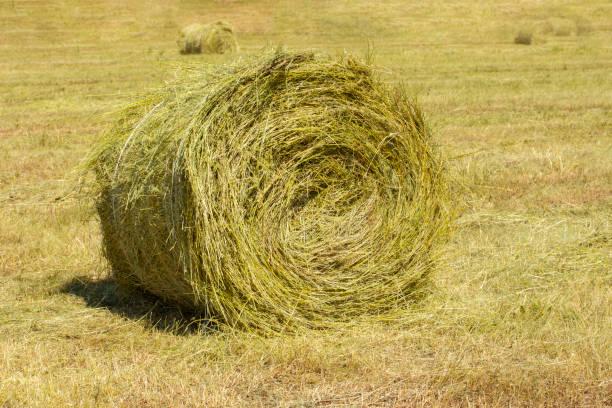 istock Yellow haystack twisted in a roll on an agricultural field. Harvesting straw in large round reel. 1162278762